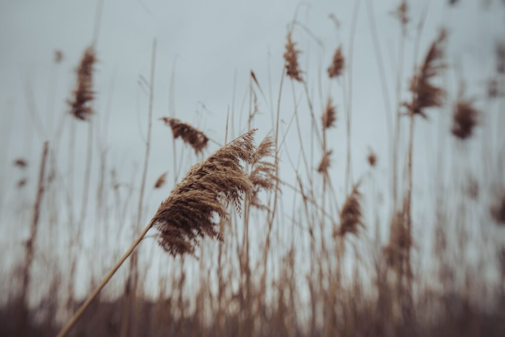 Dry Phragmites reed grass growing on field and fluttering on wind against cloudy sky